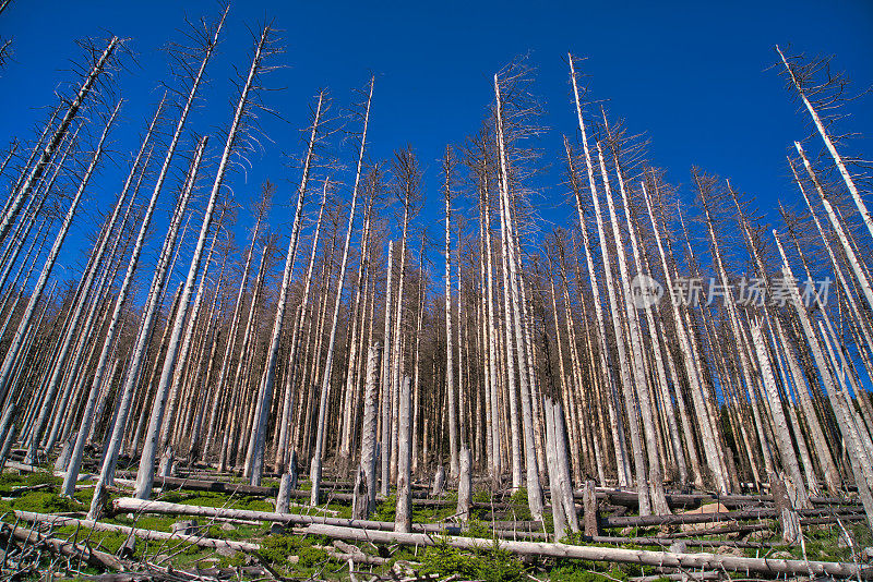 垂死的森林-气候变化/哈尔茨国家公园